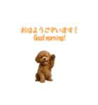 プードル子犬の動画スタンプ（個別スタンプ：1）