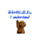 プードル子犬の動画スタンプ（個別スタンプ：6）