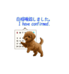 プードル子犬の動画スタンプ（個別スタンプ：7）