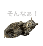 セルナのスタンプ2（個別スタンプ：3）