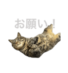 セルナのスタンプ2（個別スタンプ：4）