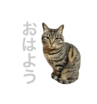 セルナのスタンプ2（個別スタンプ：5）