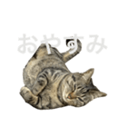 セルナのスタンプ2（個別スタンプ：6）