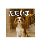 セレブな犬のひとこと。（個別スタンプ：7）