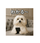 セレブな犬のひとこと。（個別スタンプ：14）