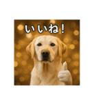 セレブな犬のひとこと。（個別スタンプ：15）