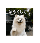 セレブな犬のひとこと。（個別スタンプ：16）