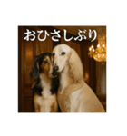 セレブな犬のひとこと。（個別スタンプ：21）