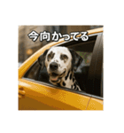 セレブな犬のひとこと。（個別スタンプ：27）