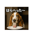 セレブな犬のひとこと。（個別スタンプ：31）