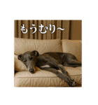 セレブな犬のひとこと。（個別スタンプ：34）