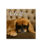 セレブな犬のひとこと。（個別スタンプ：36）