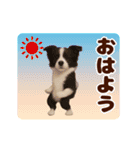 踊る！わんこMAX/犬/いぬ/ドッグ/イヌ（個別スタンプ：1）