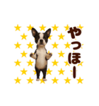 踊る！わんこMAX/犬/いぬ/ドッグ/イヌ（個別スタンプ：4）
