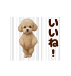 踊る！わんこMAX/犬/いぬ/ドッグ/イヌ（個別スタンプ：7）