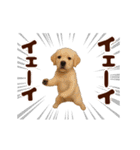 踊る！わんこMAX/犬/いぬ/ドッグ/イヌ（個別スタンプ：9）