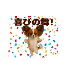 踊る！わんこMAX/犬/いぬ/ドッグ/イヌ（個別スタンプ：11）