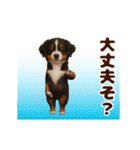 踊る！わんこMAX/犬/いぬ/ドッグ/イヌ（個別スタンプ：19）
