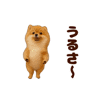 踊る！わんこMAX/犬/いぬ/ドッグ/イヌ（個別スタンプ：23）
