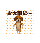 踊る！わんこMAX/犬/いぬ/ドッグ/イヌ（個別スタンプ：24）