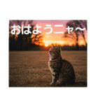 ある日の、とらねこたち（個別スタンプ：1）