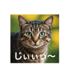 ある日の、とらねこたち（個別スタンプ：2）
