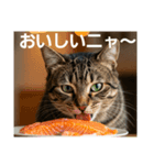 ある日の、とらねこたち（個別スタンプ：4）