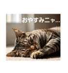 ある日の、とらねこたち（個別スタンプ：7）