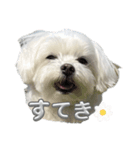 かわいいマルチーズのよく使うスタンプ（個別スタンプ：2）