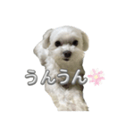 かわいいマルチーズのよく使うスタンプ（個別スタンプ：3）