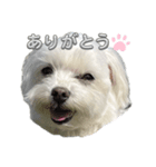 かわいいマルチーズのよく使うスタンプ（個別スタンプ：4）