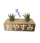 エアープランツ、多肉（写真）のスタンプ（個別スタンプ：8）