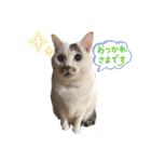 ハートにゃんのティグ（個別スタンプ：6）