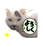 ハートにゃんのティグ（個別スタンプ：7）