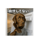 働く犬のぼやきスタンプ（個別スタンプ：21）