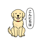 ゴールデンレトリバー(クリーム)（個別スタンプ：1）