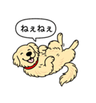 ゴールデンレトリバー(クリーム)（個別スタンプ：3）