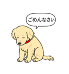 ゴールデンレトリバー(クリーム)（個別スタンプ：4）