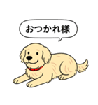 ゴールデンレトリバー(クリーム)（個別スタンプ：5）