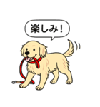 ゴールデンレトリバー(クリーム)（個別スタンプ：7）