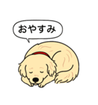 ゴールデンレトリバー(クリーム)（個別スタンプ：10）