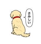 ゴールデンレトリバー(クリーム)（個別スタンプ：11）