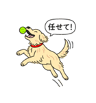 ゴールデンレトリバー(クリーム)（個別スタンプ：13）