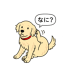 ゴールデンレトリバー(クリーム)（個別スタンプ：15）