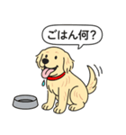 ゴールデンレトリバー(クリーム)（個別スタンプ：16）
