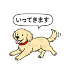 ゴールデンレトリバー(クリーム)（個別スタンプ：17）