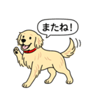 ゴールデンレトリバー(クリーム)（個別スタンプ：18）