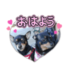 No.12愛しのチワピンびーちゃん朝晩ご挨拶（個別スタンプ：1）