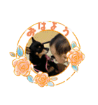 No.12愛しのチワピンびーちゃん朝晩ご挨拶（個別スタンプ：3）