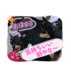 No.12愛しのチワピンびーちゃん朝晩ご挨拶（個別スタンプ：4）